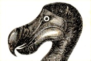 Dodo illustration